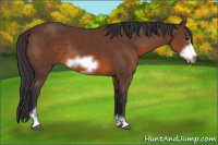 Horse Color:Brown Sabino Frame