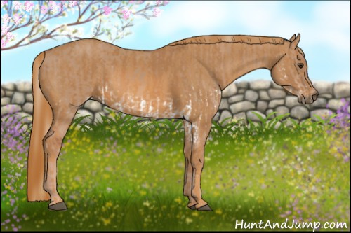 Horse Color: Red Dun Splash  Brindle