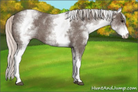 Horse Color:White Spotted Silver Blue Roan 