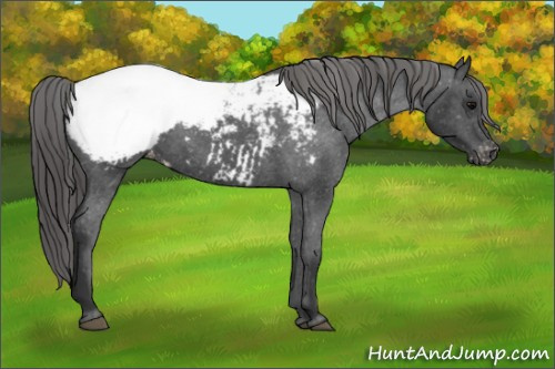 Horse Color: Unknown 