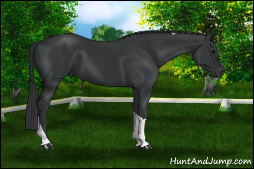 Horse Color: Black Tobiano 