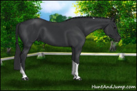 Horse Color:Black Tobiano 