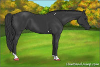 Horse Color:Black Tobiano 