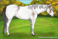Horse Color:White Spotted Bay 