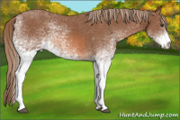 Horse Color:White Spotted Chestnut 