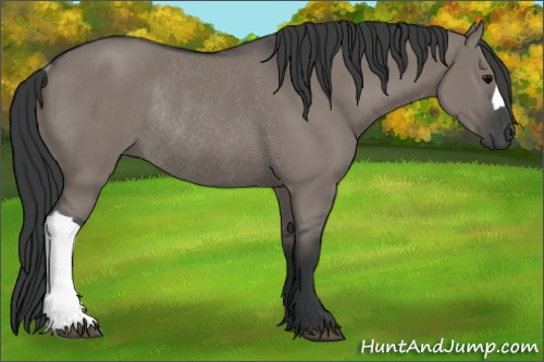 Horse Color: Grullo Rabicano 