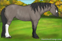 Horse Color:Grullo Rabicano 