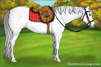 Horse Color:Gray Bay Ice Frame 