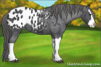 Horse Color:Blue Roan Splash Appaloosa 