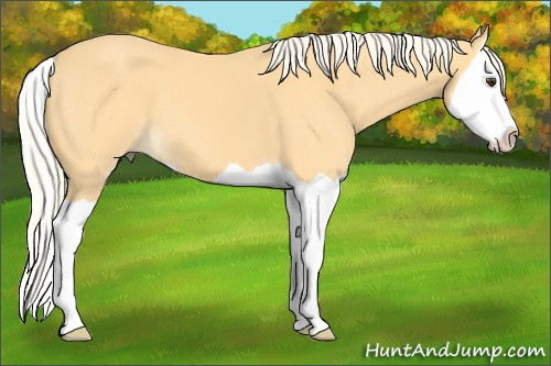 Horse Color: Palomino Splash 