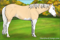 Horse Color:Palomino Splash 