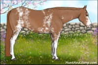 Horse Color:White Spotted Chestnut 