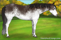 Horse Color:Gray White Spotted Bay Splash