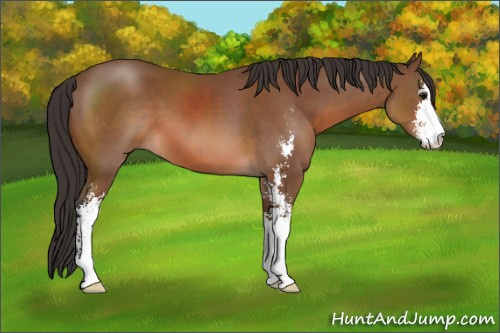 Horse Color: Bay Sabino 