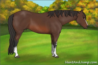 Horse Color:White Spotted Bay 