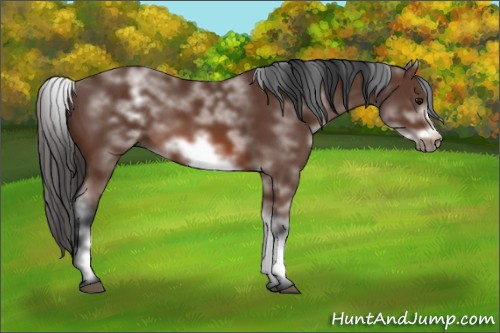 Horse Color: Unknown 