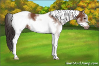 Horse Color:White Spotted Bay Tobiano Frame 