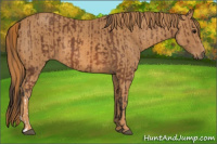 Horse Color:Bay  Brindle