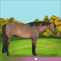 Horse Color:Bay Dun