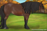 Horse Color:Bay Rabicano