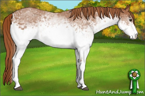 Horse Color: White Spotted Chestnut 