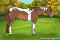 Horse Color:Liver Chestnut Tobiano 