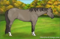 Horse Color:Unknown 