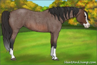 Horse Color:Bay Roan Splash