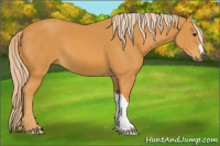 Horse Color:Chocolate Palomino 