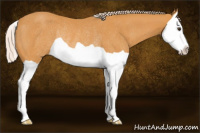 Horse Color:Palomino Splash Rabicano 