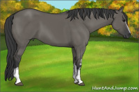 Horse Color:White Spotted Grullo