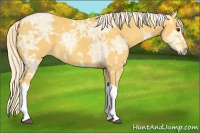 Horse Color:Palomino Ice Sabino Tobiano 