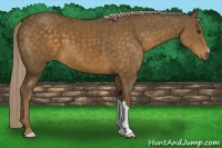 Horse Color:Chocolate Palomino 