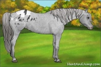 Horse Color:Black Appaloosa 