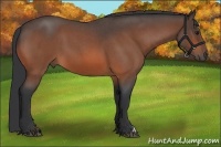 Horse Color:Bay Roan 