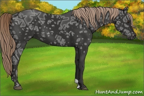 Horse Color: Liver Chestnut Ice 