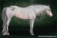 Horse Color:Brown Appaloosa Rabicano 