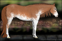Horse Color:White Spotted Liver Chestnut 