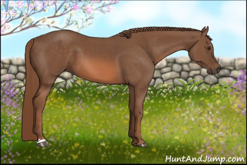 Horse Color:Liver Chestnut