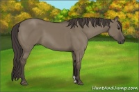 Horse Color:Unknown 