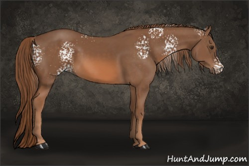 Horse Color: White Spotted Liver Chestnut 