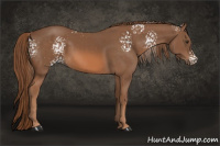 Horse Color:White Spotted Liver Chestnut 