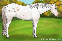 Horse Color:Bay Tobiano Appaloosa
