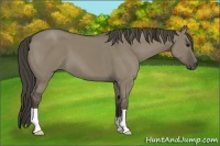 Horse Color:Unknown 