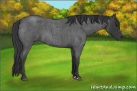 Horse Color:Brown Roan