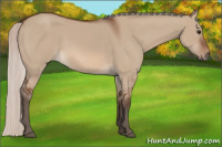 Horse Color:Silver Bay Dun
