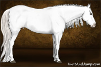 Horse Color:Silver Bay Dun Sabino Appaloosa