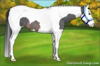 Horse Color:Brown Roan Splash Tobiano