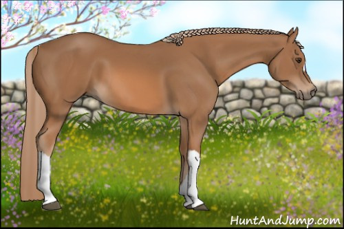 Horse Color: Chestnut 