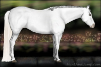 Horse Color:Chocolate Palomino Appaloosa 